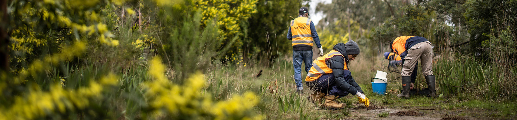 Three people weating hi vis vests and working in an outdoors bush area and bent over working in the dirt. In the foreground are yellow and green bushes. 