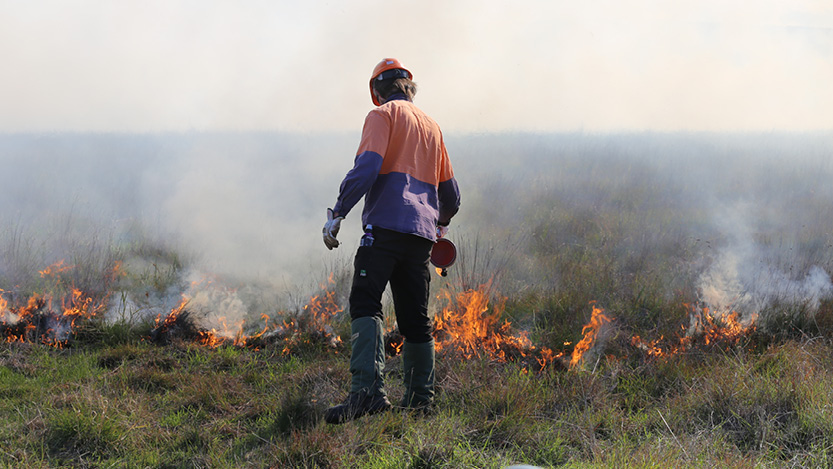Ecological burn supports endangered habitat