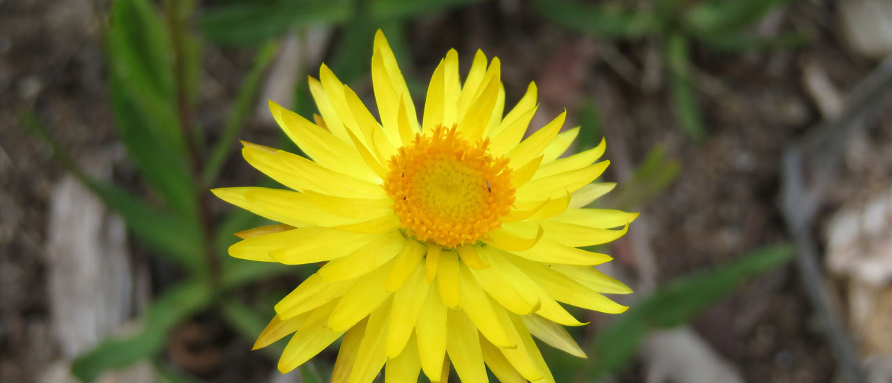 Close up image of a yellow daisy flower known as a swamp everlasting or Xerochrysum palustre